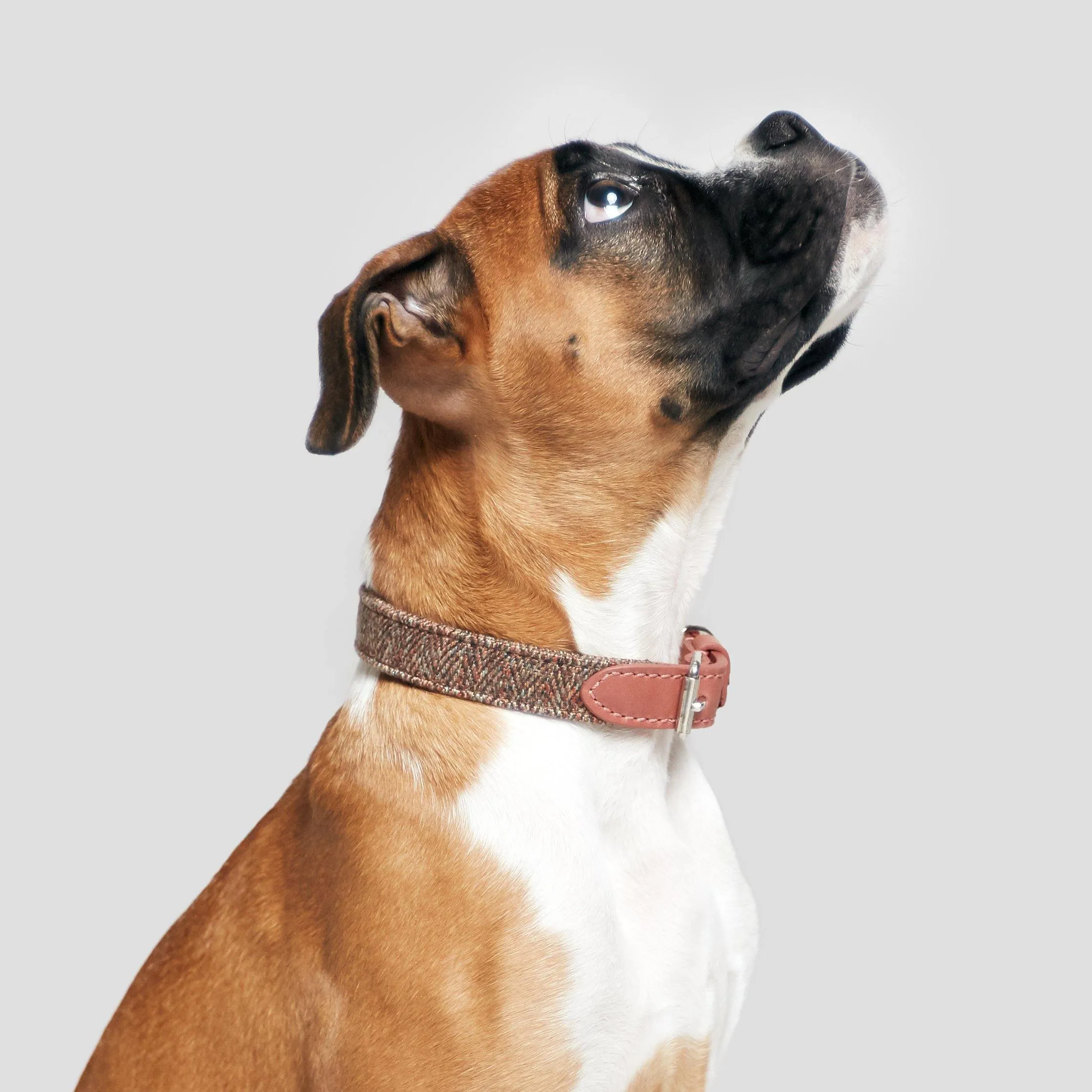 Dog Collar Boboli Rosé