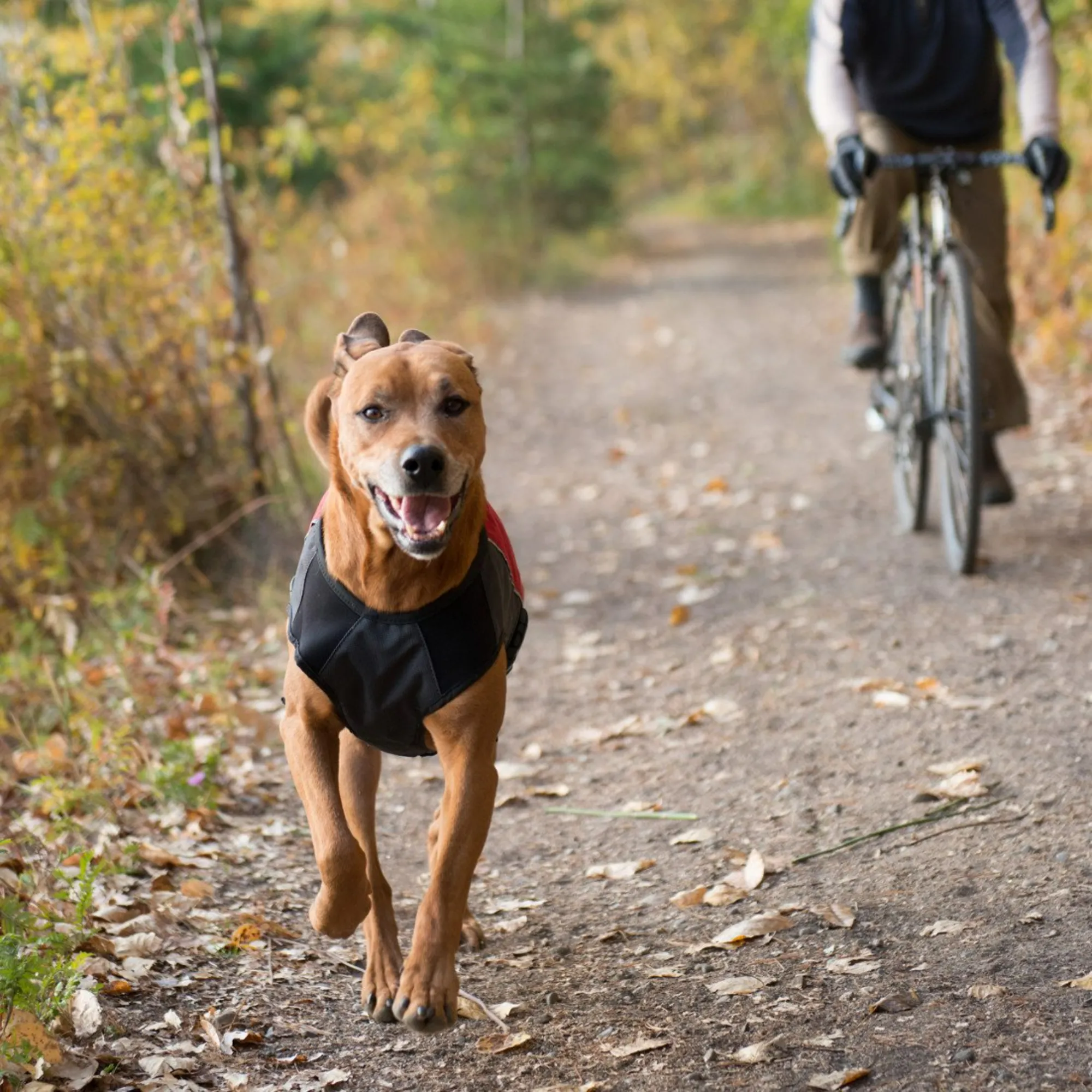 Element Dog Jacket