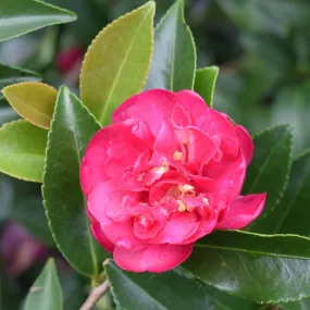 October Magic Rose Camellia